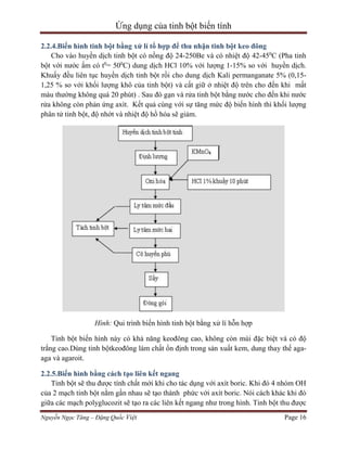 Ứng dụng của tinh bột biến tính
2.2.4.Biến hình tinh bột bằng xử lí tổ hợp để thu nhận tinh bột keo đông
Cho vào huyền dịch tinh bột có nồng độ 24-250Be và có nhiệt độ 42-450C (Pha tinh
bột với nước ấm có t0= 500C) dung dịch HCl 10% với lượng 1-15% so với huyền dịch.
Khuấy đều liên tục huyền dịch tinh bột rồi cho dung dịch Kali permanganate 5% (0,151,25 % so với khối lượng khô của tinh bột) và cất giữ ở nhiệt độ trên cho đến khi mất
màu thường không quá 20 phút) . Sau đó gạn và rửa tinh bột bằng nước cho đến khi nước
rửa không còn phản ứng axít. Kết quả cùng với sự tăng mức độ biến hình thì khối lượng
phân tử tinh bột, độ nhớt và nhiệt độ hồ hóa sẽ giảm.

Hình: Qui trình biến hình tinh bột bằng xử lí hỗn hợp
Tinh bột biến hình này có khả năng keođông cao, không còn mùi đặc biệt và có độ
trắng cao.Dùng tinh bộtkeođông làm chất ổn định trong sản xuất kem, dung thay thế agaaga và agaroit.
2.2.5.Biến hình bằng cách tạo liên kết ngang
Tinh bột sẽ thu được tính chất mới khi cho tác dụng với axít boric. Khi đó 4 nhóm OH
của 2 mạch tinh bột nằm gần nhau sẽ tạo thành phức với axít boric. Nói cách khác khi đó
giữa các mạch polyglucozit sẽ tạo ra các liên kết ngang như trong hình. Tinh bột thu được
Nguyễn Ngọc Tăng – Đặng Quốc Việt

Page 16

 