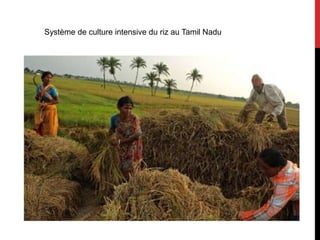 Système de culture intensive du riz au Tamil Nadu
 