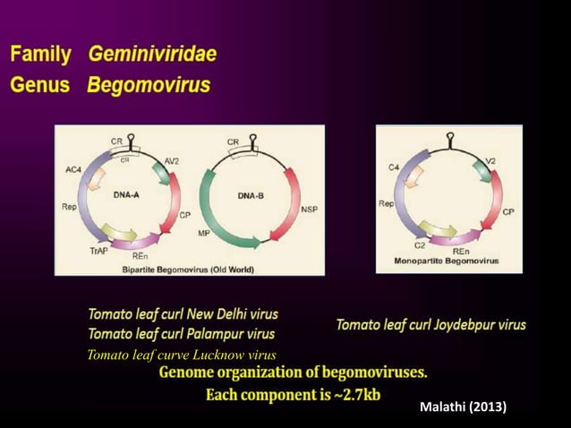 importance of pathogenomics in plant pathology | PPTX