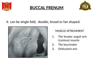 It can be single fold, double, broad or fan shaped.
BUCCAL FRENUM
1. The levator anguli oris
(caninus) muscle
2. The buccinator
3. Orbicularis oris
MUSCLE ATTACHMENT
 