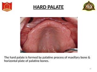 20
HARD PALATE
The hard palate is formed by palatine process of maxillary bone &
horizontal plate of palatine bones.
 