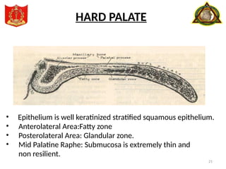 21
• Epithelium is well keratinized stratified squamous epithelium.
• Anterolateral Area:Fatty zone
• Posterolateral Area: Glandular zone.
• Mid Palatine Raphe: Submucosa is extremely thin and
non resilient.
HARD PALATE
 