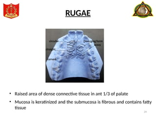 24
• Raised area of dense connective tissue in ant 1/3 of palate
• Mucosa is keratinized and the submucosa is fibrous and contains fatty
tissue
RUGAE
 