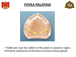 • Visible pits near the midline of the palate in posterior region ,
formed by coalescence of the ducts of several mucous glands
FOVEA PALATINA
 