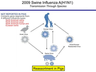 2009 Swine Influenza A(H1N1)  T ransmission Through Species Reassortment in Pigs NOT REPORTED IN PIGS Contains gene segments from  4 different influenza types:  North American swine North American avian North American human and  Eurasian swine Avian Virus Human Virus Swine Virus Avian/Human Reassorted Virus 