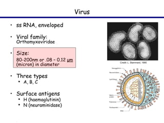 Virus Credit: L. Stammard, 1995 ss RNA, enveloped Viral family:  Orthomyxoviridae Size:  80-200nm or .08 – 0.12  μm  (micron) in diameter Three types A, B, C Surface antigens H (haemaglutinin) N (neuraminidase) 
