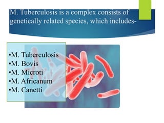M. Tuberculosis is a complex consists of
genetically related species, which includes-
•M. Tuberculosis
•M. Bovis
•M. Microti
•M. Africanum
•M. Canetti
 