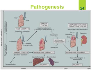 Pathogenesis 24
 