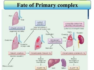 Fate of Primary complex
 