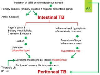 Ingestion of MTB or haematogenous spread
Cast off
Primary complex (primary intestine & regional mesenteric gland)
Ulceration
(ulcerative type)
Payer’s patch &
Solitary lymph follicle:
Caseation & necrosis
Intestinal TB
Hyperplastic type
Inflammation & hyperplasia
of muscularis mucosae
Formation of large
inflammatory mass
Spread to mesenteric LN (Tabes mesenterica)
Rupture of caseous LN into peritoneum
Peritoneal TB
Arrest & healing
Thoracic LN
(PTB)
53
 
