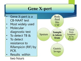 Sample
is taken
from
Body
fluid
like
CSF
Tissue
from
lymphno
de by
FNAC
Gastric
lavage
Sputum
• Gene X-pert is a
CB-NAAT test
• Most widely used
• Molecular
diagnostic test
• To detect TB &
• To detect
resistance to
Rifampicin (RIF) by
PCR.
• Results within
two hours
Gene X-pert
 