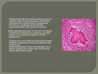  Histopatologically the actinomycotic granuloma 
isolated mass of granulomatous inflammatory 
response with a central area of suppurative 
necrosis or a multitude of microscopic 
suppurative field in the centre of necrosis. 
Sulfur granules are found, in the form of masses 
of filaments extending in a radiating, sporelike 
fashion as a “sunburst radiation” or fiery 
appearance. 
 Colonies are surrounded by polymorphonuclear 
infiltration peripheral to which are plasma cells, 
lymphocytes, 
multinucleated giant cells, macrophages and a 
fibrous capsule are usually seen surrounding 
these inflammatory focus 
 