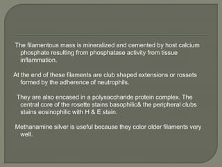 The filamentous mass is mineralized and cemented by host calcium 
phosphate resulting from phosphatase activity from tissue 
inflammation. 
At the end of these filaments are club shaped extensions or rossets 
formed by the adherence of neutrophils. 
They are also encased in a polysaccharide protein complex. The 
central core of the rosette stains basophilic& the peripheral clubs 
stains eosinophilic with H & E stain. 
Methanamine silver is useful because they color older filaments very 
well. 
 