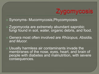  Synonyms- Mucormycosis,Phycomycosis 
 Zygomycota are extremely abundant saprobic 
fungi found in soil, water, organic debris, and food. 
 Genera most often involved are Rhizopus, Absidia, 
and Mucor. 
 Usually harmless air contaminants invade the 
membranes of the nose, eyes, heart, and brain of 
people with diabetes and malnutrition, with severe 
consequences. 
 