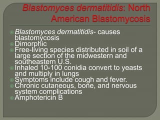 Blastomyces dermatitidis- causes 
blastomycosis 
Dimorphic 
Free-living species distributed in soil of a 
large section of the midwestern and 
southeastern U.S. 
Inhaled 10-100 conidia convert to yeasts 
and multiply in lungs 
Symptoms include cough and fever. 
Chronic cutaneous, bone, and nervous 
system complications 
Amphotericin B 
 