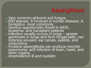 Very common airborne soil fungus 
 600 species, 8 involved in human disease; A. 
fumigatus most commonly 
 Serious opportunistic threat to AIDS, 
leukemia, and transplant patients 
 Infection usually occurs in lungs – spores 
germinate in lungs and form fungal balls; can 
colonize sinuses, ear canals, eyelids, and 
conjunctiva 
 Invasive aspergillosis can produce necrotic 
pneumonia, and infection of brain, heart, and 
other organs. 
 Amphotericin B and nystatin 
 