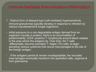  Distinct form of delayed-type (cell mediated) hypersensitivity. 
Immune granulomas typically develop in response to infection by 
various mycobacterial & fungal organisms. 
 initial exposure to a non-degradable antigen derived from an 
organism (usually a protein), there is an accumulation of 
predominantly, (CD4- positive) T- lymphocyte around blood vessels 
in the area where the antigens lie. Over time, the T cells 
differentiate, become activated T- helper (Th) cells, & begin 
secreting various cytokines that recruit macrophages to the site of 
the foreign antigen. 
 If the antigens persist & remain nondegradable, the recruited 
macrophages eventually transform into epitheliod cells, organize & 
form granuloma. 
 