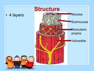 Structure
• 4 layers               Mucosa

                         Submucosa

                         Muscularis
                         propria

                         Adventitia
 