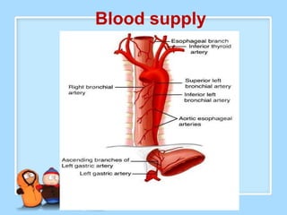 Blood supply
 