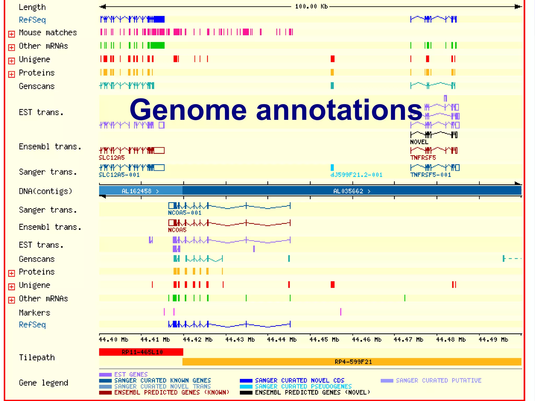 Genome annotations
 