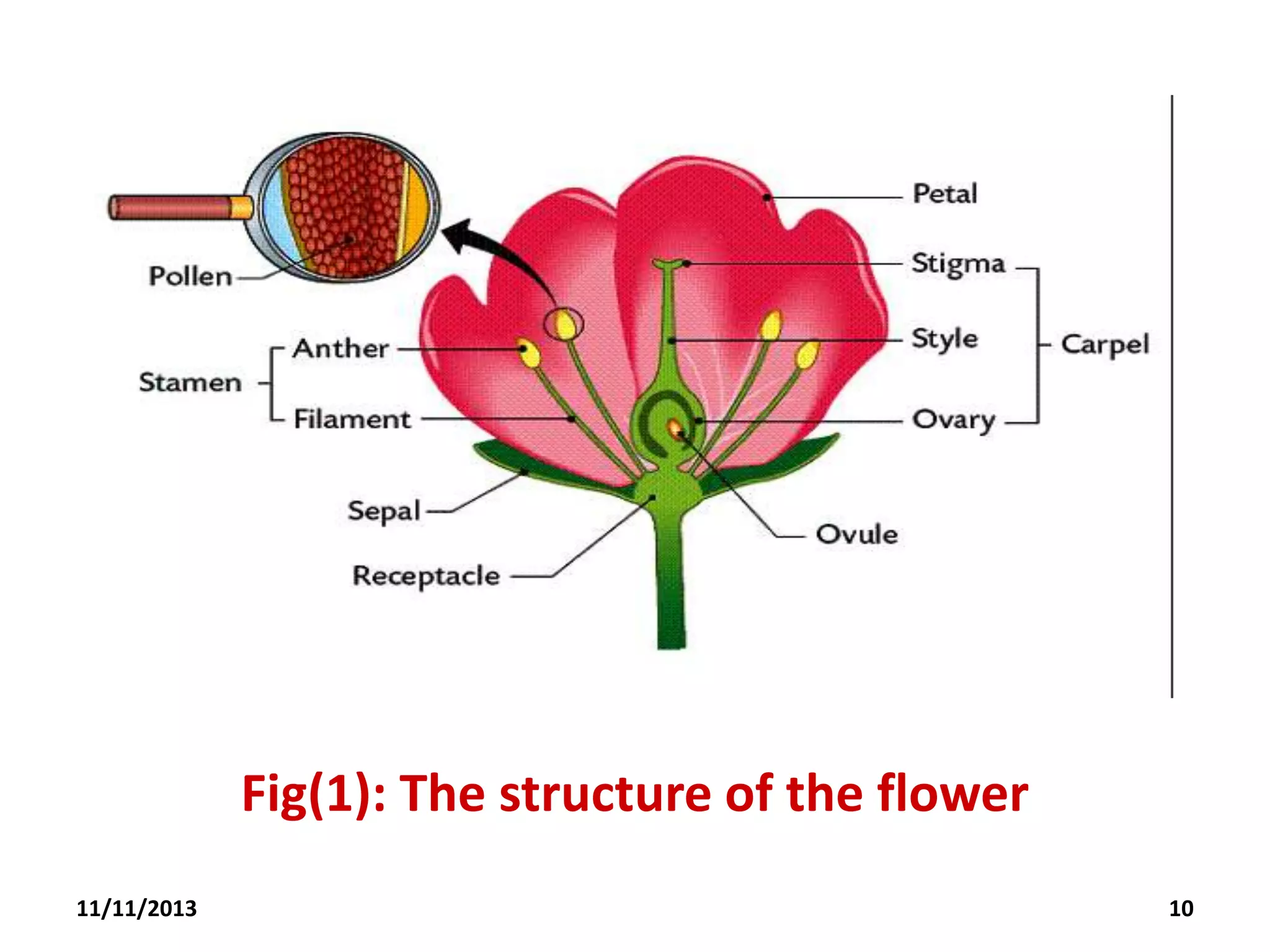 Fig(1): The structure of the flower
11/11/2013

10

 