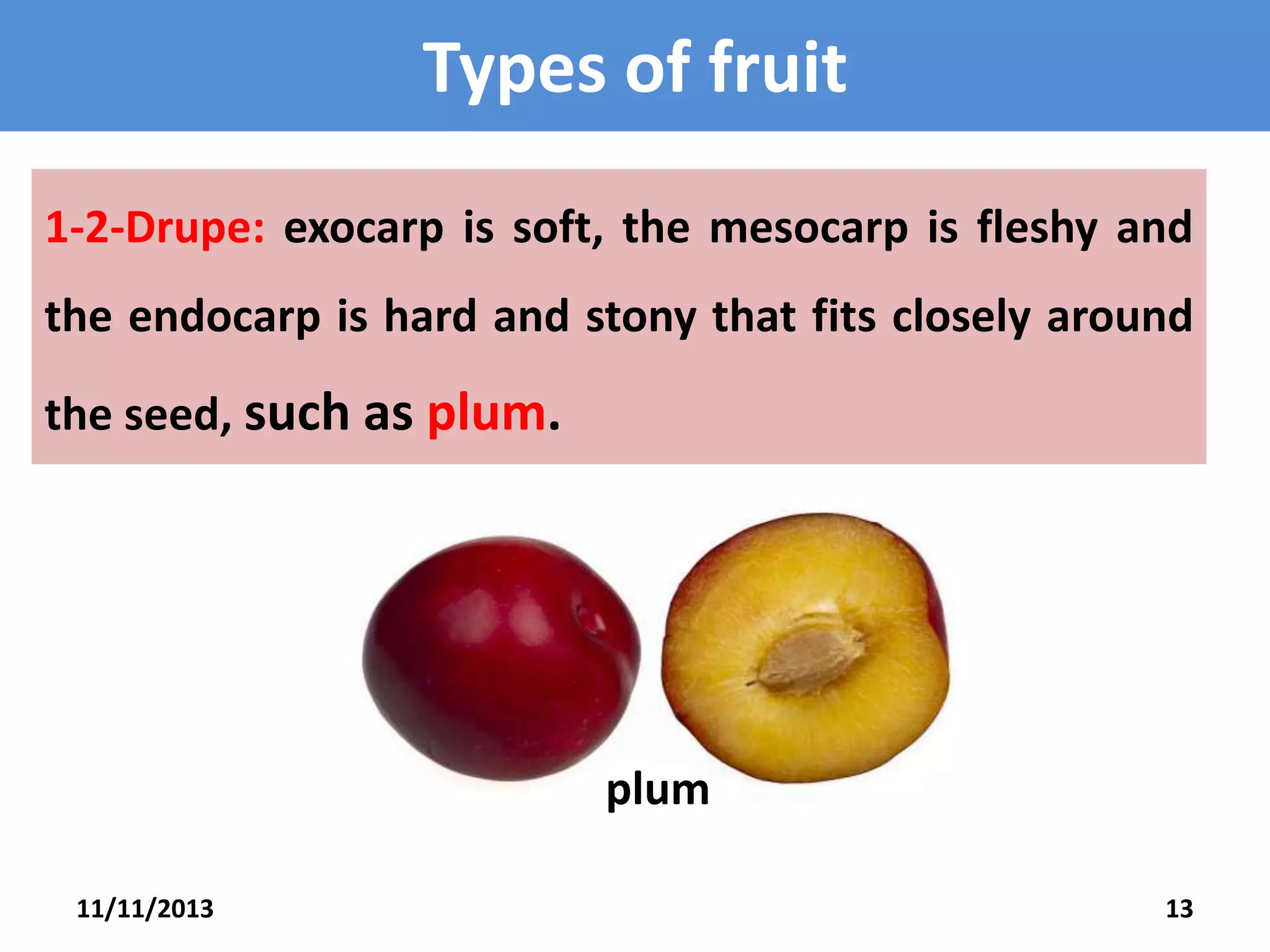 Types of fruit
1-2-Drupe: exocarp is soft, the mesocarp is fleshy and
the endocarp is hard and stony that fits closely around
the seed, such as plum.

plum
11/11/2013

13

 