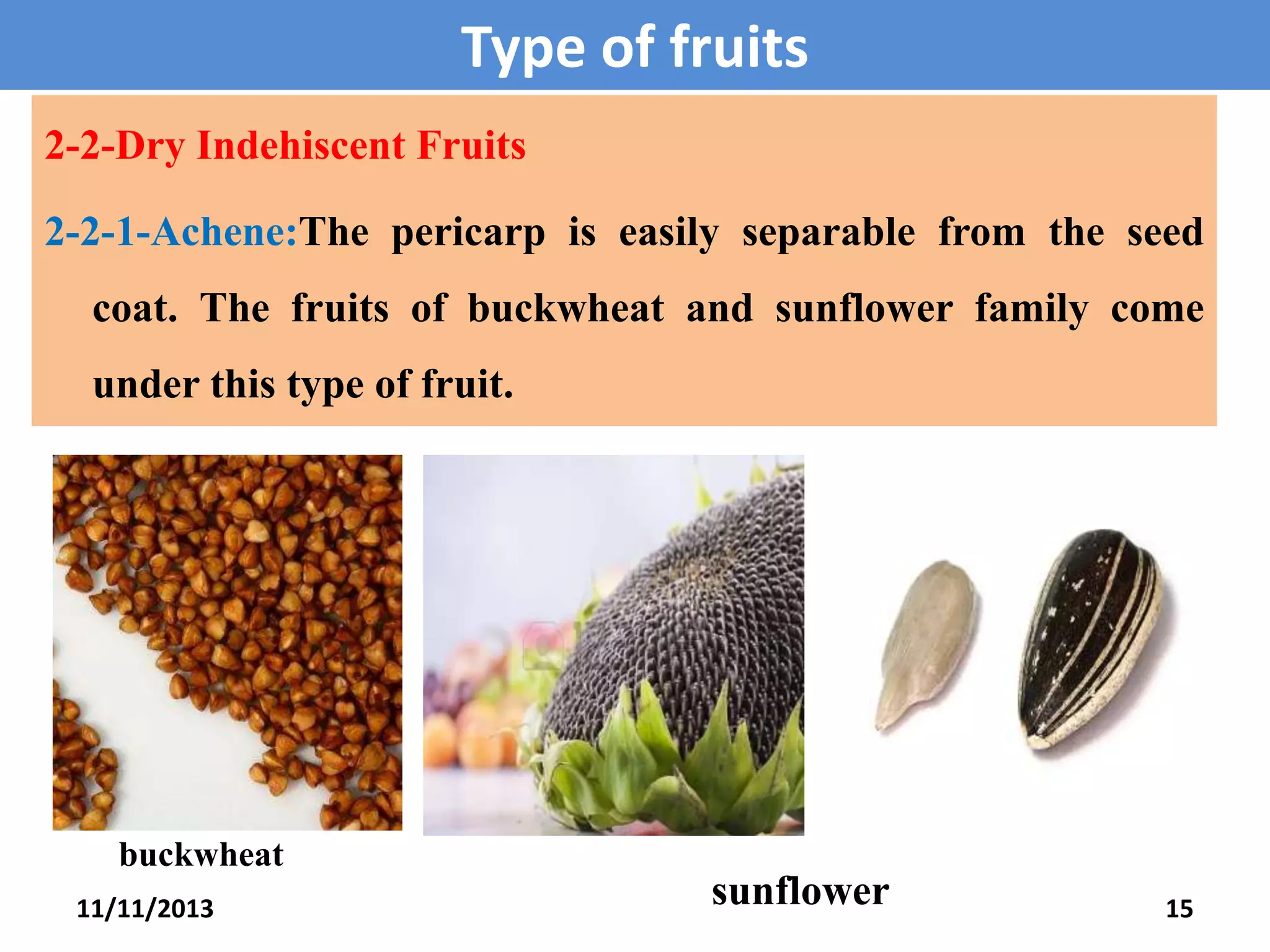 Type of fruits
2-2-Dry Indehiscent Fruits
2-2-1-Achene:The pericarp is easily separable from the seed
coat. The fruits of buckwheat and sunflower family come
under this type of fruit.

buckwheat
11/11/2013

sunflower

15

 