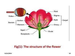 Fig(1): The structure of the flower
11/11/2013

10

 
