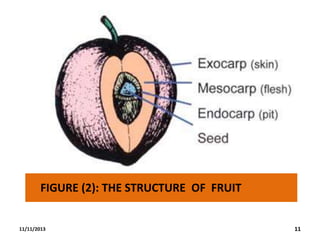 FIGURE (2): THE STRUCTURE OF FRUIT

11/11/2013

11

 
