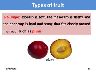 Types of fruit
1-2-Drupe: exocarp is soft, the mesocarp is fleshy and
the endocarp is hard and stony that fits closely around
the seed, such as plum.

plum
11/11/2013

13

 