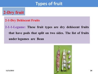 Types of fruit
2-Dry fruit
2-1-Dry Dehiscent Fruits

2-1-1-Legume: These fruit types are dry dehiscent fruits
that have pods that split on two sides. The list of fruits
under legumes are Bean

11/11/2013

Bean

14

 