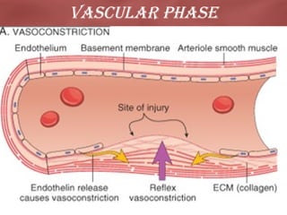 Vascular Phase

 