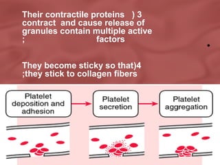 Their contractile proteins ( 3
contract and cause release of
granules contain multiple active
;
factors
They become sticky so that(4
;they stick to collagen fibers

•

 