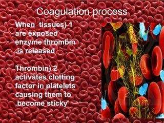 Coagulation process
When tissues( 1
are exposed
enzyme thrombin
.is released
Thrombin( 2
activates clotting
factor in platelets
causing them to
.become sticky

 