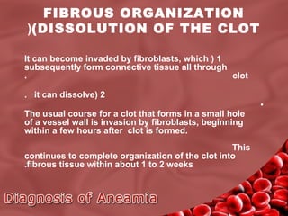 FIBROUS ORGANIZATION
((DISSOLUTION OF THE CLOT
It can become invaded by fibroblasts, which ( 1
subsequently form connective tissue all through
.
clot
. it can dissolve( 2
The usual course for a clot that forms in a small hole
of a vessel wall is invasion by fibroblasts, beginning
within a few hours after clot is formed.
This
continues to complete organization of the clot into
.fibrous tissue within about 1 to 2 weeks

•

 