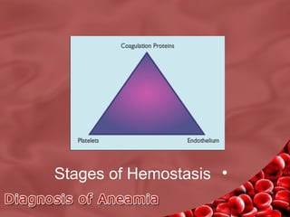 Stages of Hemostasis •

 