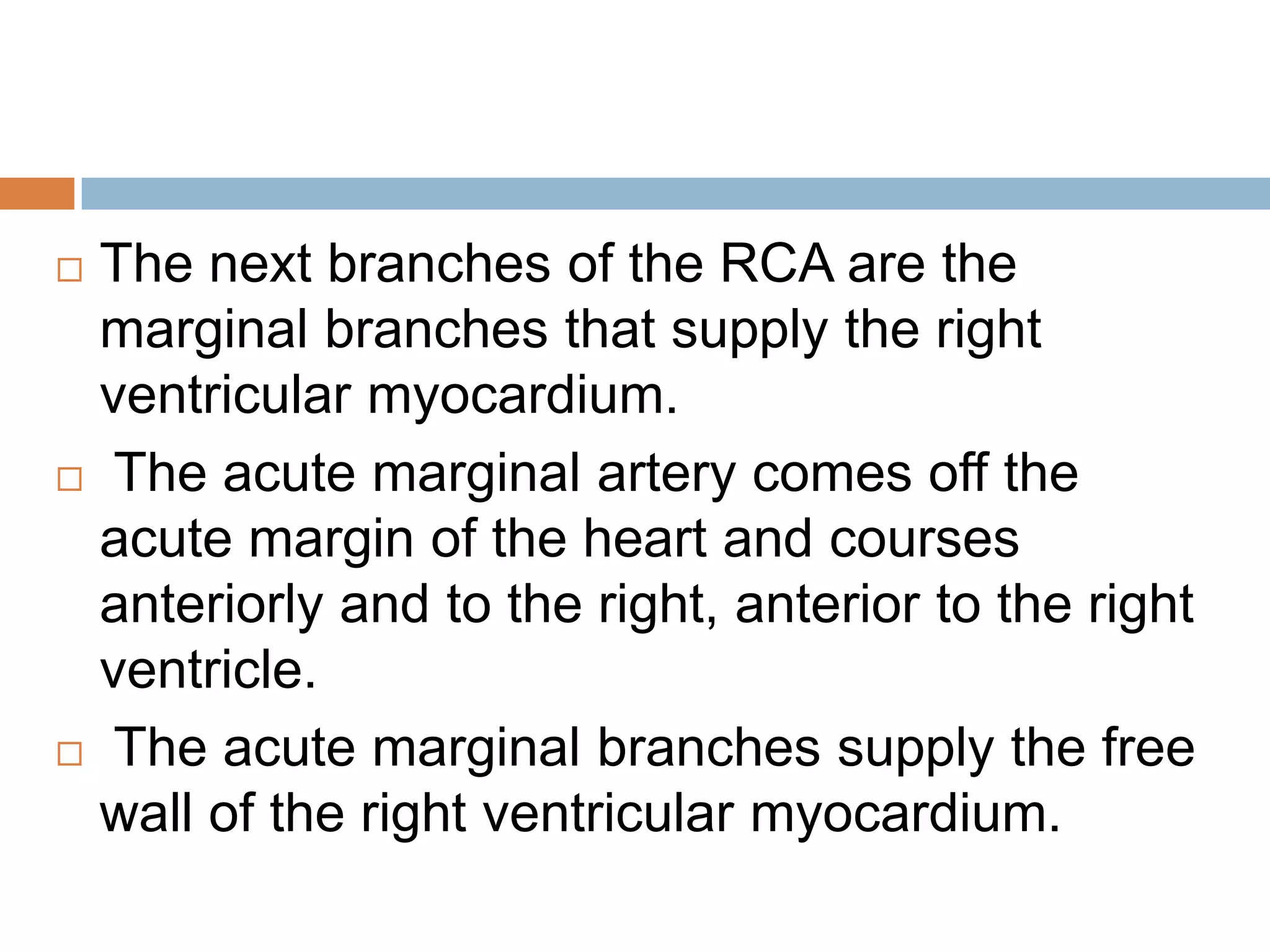  The next branches of the RCA are the
marginal branches that supply the right
ventricular myocardium.
 The acute marginal artery comes off the
acute margin of the heart and courses
anteriorly and to the right, anterior to the right
ventricle.
 The acute marginal branches supply the free
wall of the right ventricular myocardium.
 