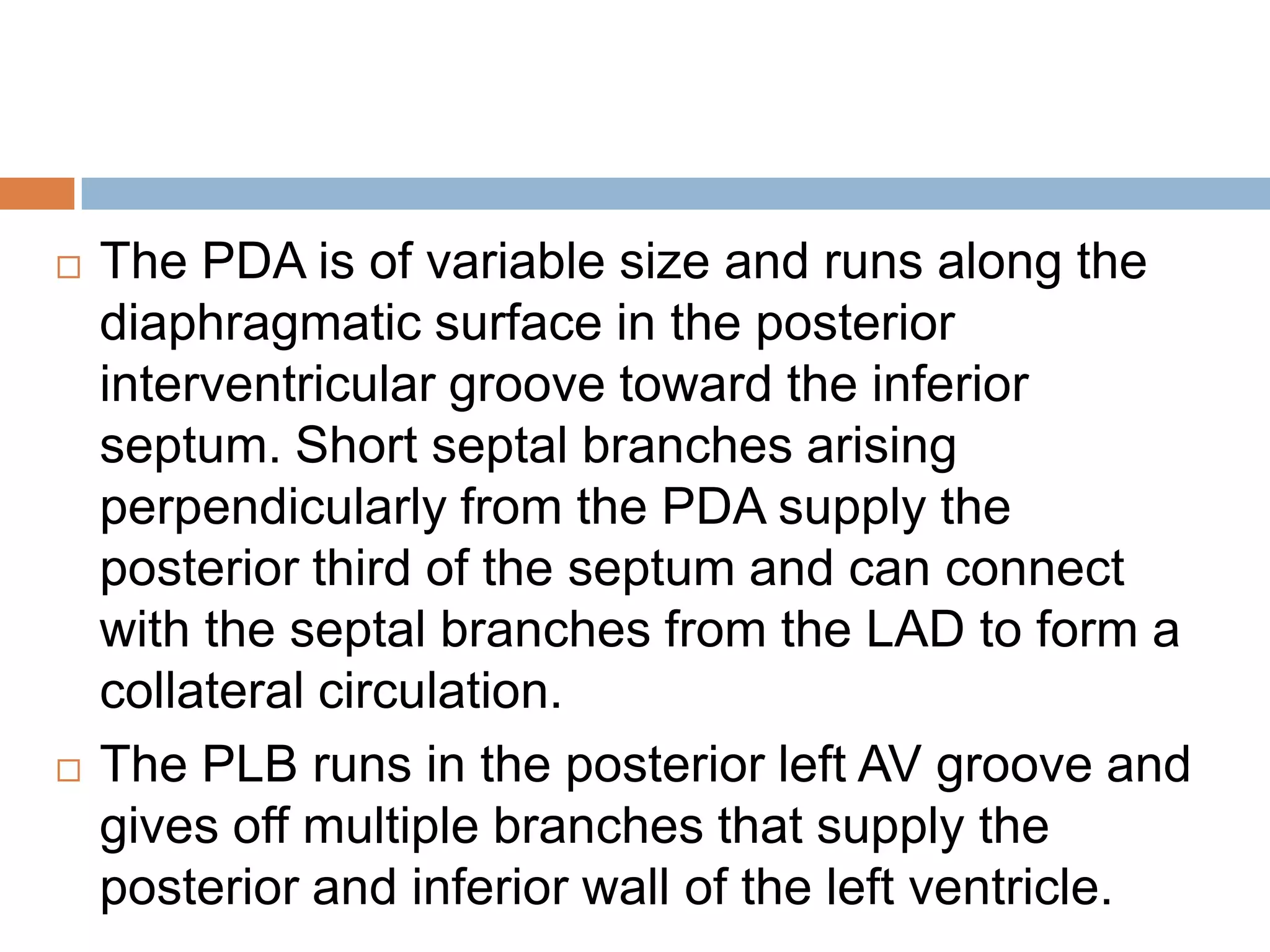  The PDA is of variable size and runs along the
diaphragmatic surface in the posterior
interventricular groove toward the inferior
septum. Short septal branches arising
perpendicularly from the PDA supply the
posterior third of the septum and can connect
with the septal branches from the LAD to form a
collateral circulation.
 The PLB runs in the posterior left AV groove and
gives off multiple branches that supply the
posterior and inferior wall of the left ventricle.
 
