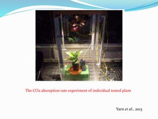 The CO2 absorption rate experiment of individual tested plant 
Yarn et al., 2013 
 