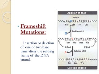 • Frameshift
Mutations:
Insertion or deletion
of one or two base
pairs alters the reading
frame of the DNA
strand.
 