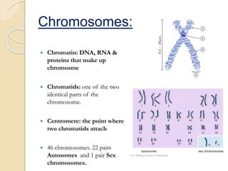 Chromosomes:
 Chromatin: DNA, RNA &
proteins that make up
chromosme
 Chromatids: one of the two
identical parts of the
chromosome.
 Centromere: the point where
two chromatids attach
 46 chromosomes. 22 pairs
Autosomes and 1 pair Sex
chromosomes.
 