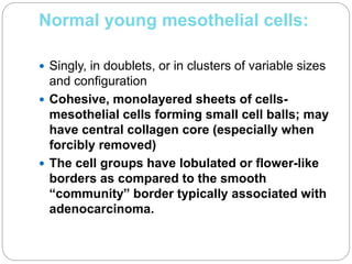 Normal young mesothelial cells:
 Singly, in doublets, or in clusters of variable sizes
and configuration
 Cohesive, monolayered sheets of cells-
mesothelial cells forming small cell balls; may
have central collagen core (especially when
forcibly removed)
 The cell groups have lobulated or flower-like
borders as compared to the smooth
“community” border typically associated with
adenocarcinoma.
 