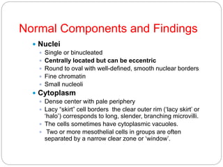 Normal Components and Findings
 Nuclei
 Single or binucleated
 Centrally located but can be eccentric
 Round to oval with well-defined, smooth nuclear borders
 Fine chromatin
 Small nucleoli
 Cytoplasm
 Dense center with pale periphery
 Lacy “skirt” cell borders the clear outer rim (‘lacy skirt’ or
‘halo’) corresponds to long, slender, branching microvilli.
 The cells sometimes have cytoplasmic vacuoles.
 Two or more mesothelial cells in groups are often
separated by a narrow clear zone or ‘window’.
 