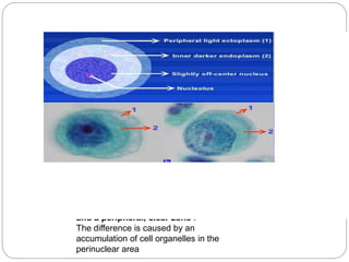 Two cytoplasmic zones can be
recognized: a perinuclear, denser zone,
and a peripheral, clear zone .
The difference is caused by an
accumulation of cell organelles in the
perinuclear area
 