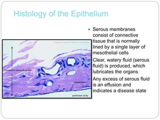 Histology of the Epithelium
 Serous membranes
consist of connective
tissue that is normally
lined by a single layer of
mesothelial cells
 Clear, watery fluid (serous
fluid) is produced, which
lubricates the organs
 Any excess of serous fluid
is an effusion and
indicates a disease state
mesothelium
Image courtesy of Boston University
peritoneal cavity
Connective tissue of serosa
 