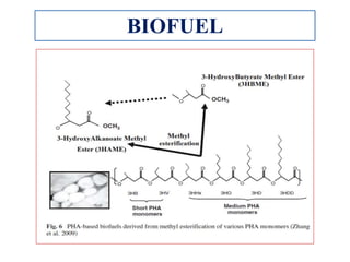 PHB production by bacteria and its applications | PPTX