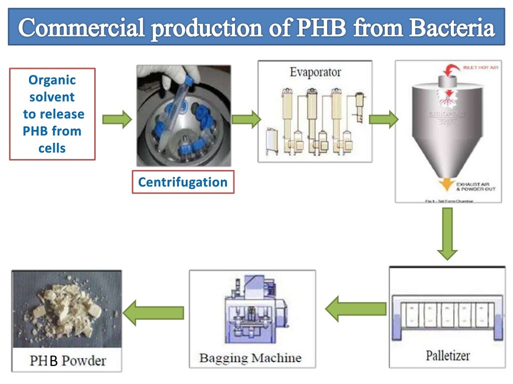 PHB production by bacteria and its applications