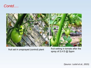  Fruit ripening
 Ethephon, an ethylene releasing compound, has been reported to induce
ripening in tomato and pepper.
 ...