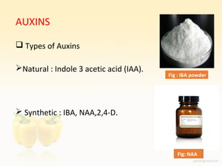  FUNCTIONS OF AUXINS
 