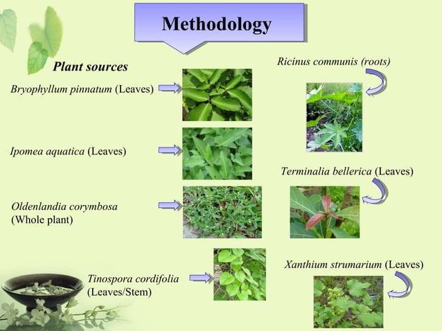 Extraction and phytochemical analysis of medicinal plants | PPT